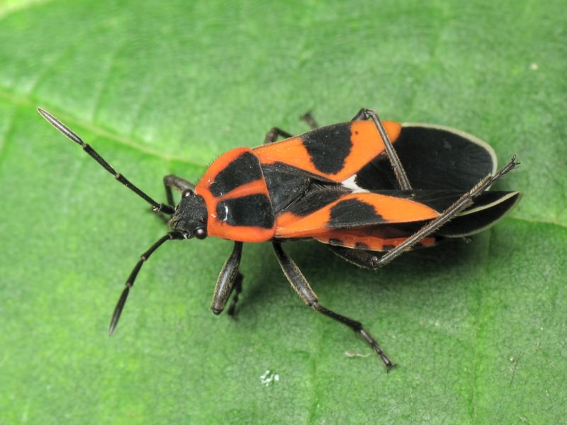 Tropidothorax leucopterus (Goeze, 1778)